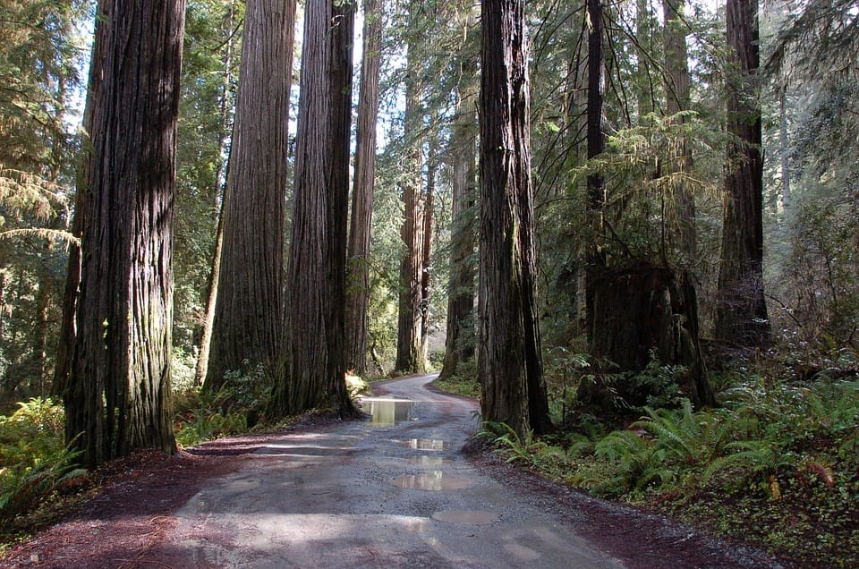 Redwood Siding